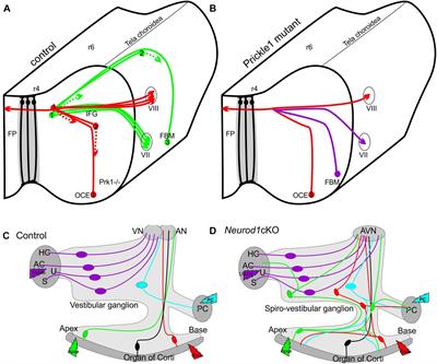 Neuronal Migration Generates New Populations of Neurons That Develop Unique Connections, Physiological Properties and Pathologies